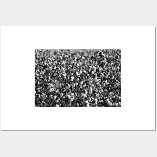 Cotton In Black And White Posters and Art
